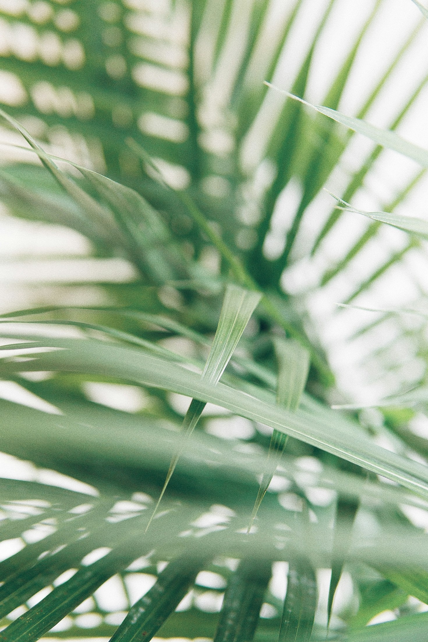 5 Easy Steps to Start Your Garden Journey