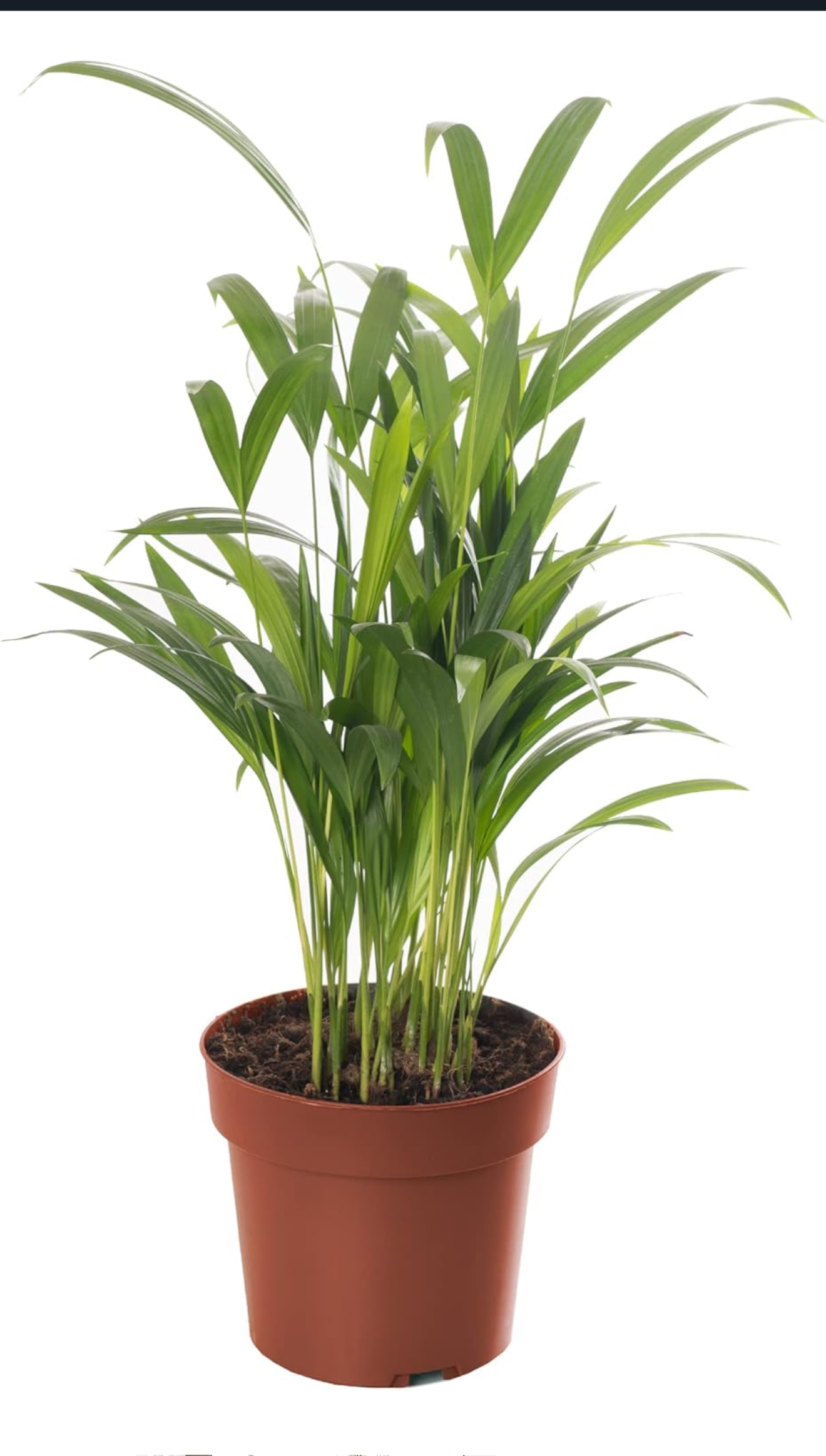 the picture of Areca indoor plant in an orange colour pot 