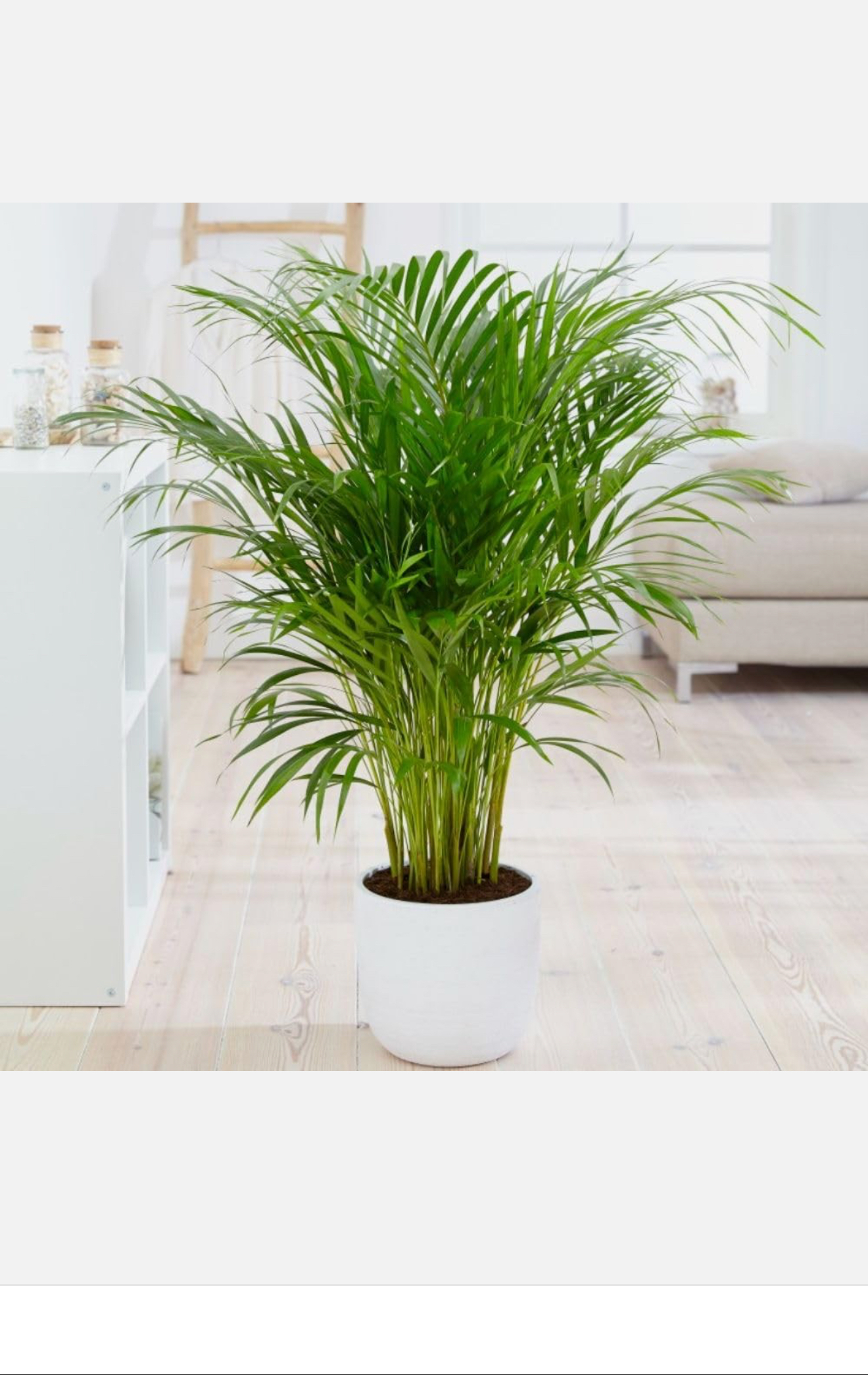 picture of Bamboo indoor plant in a white colour pot 