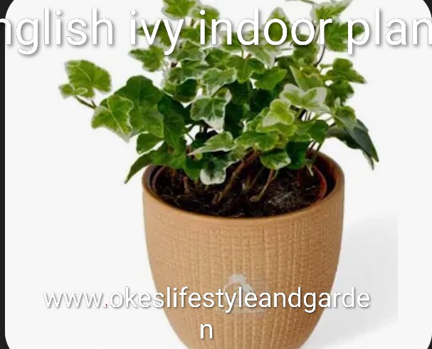 picture of English ivy indoor plant in an orange pot one of the indoor plant with a surprising unique quality and benefits