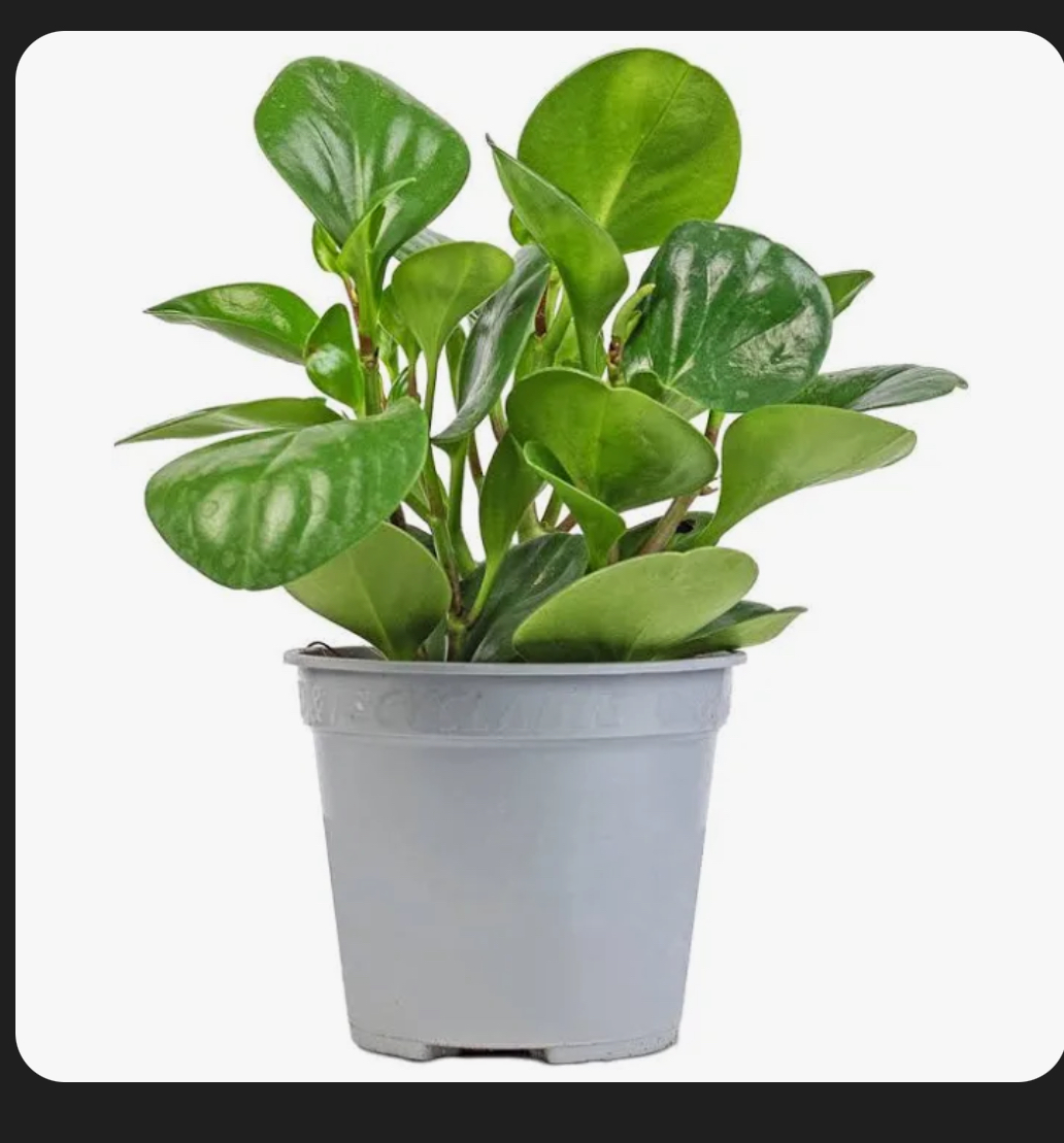 picture of Rubber plant in an ash colour pot