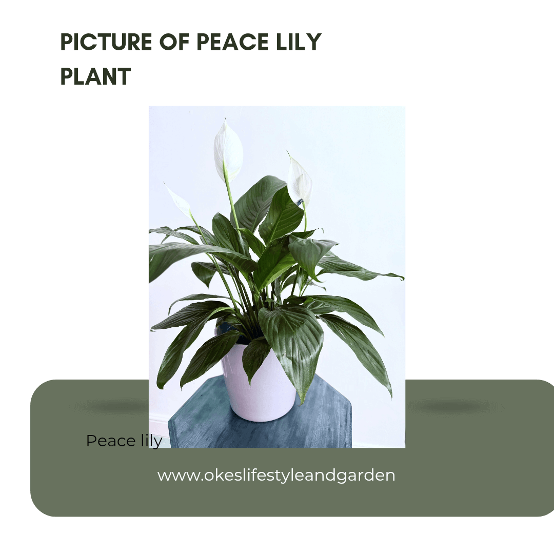 picture of a peace Lily indoor plant in a white pot is one among the indoor plants with surprising benefits
