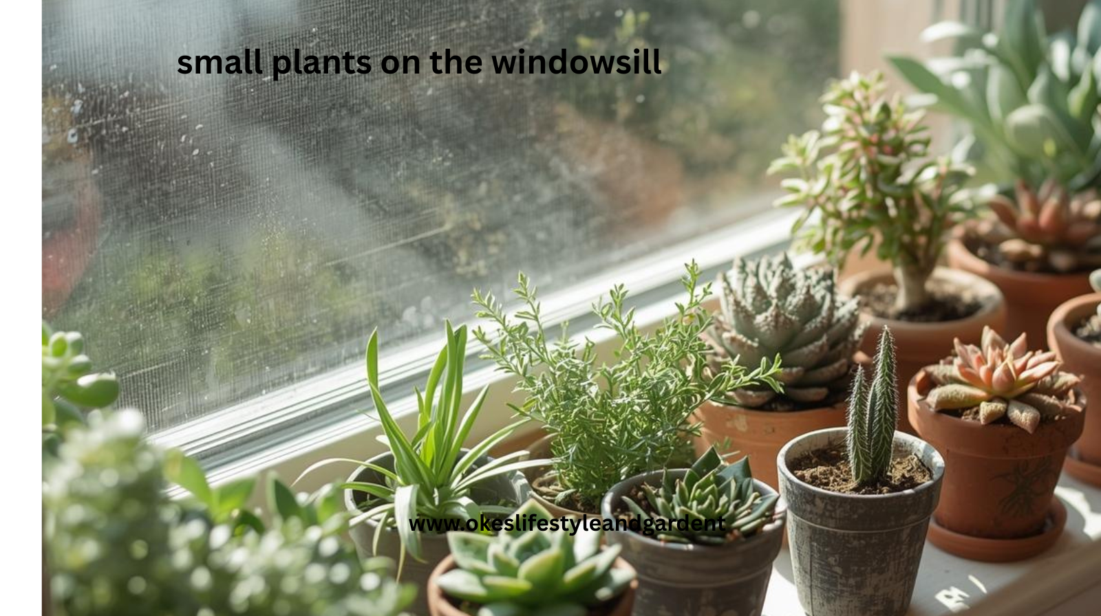 numbers of small plants on a windowsill for ideas on small space planting