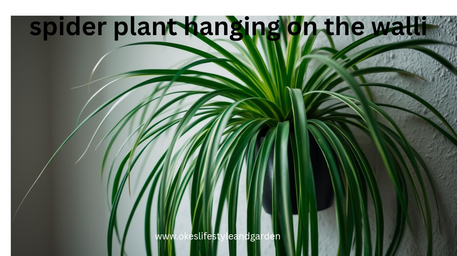 picture -of- a -spider -plant-hanging -vertically-on-the-wall -showing-an-amazing-way-to-grow-your-plant-in-a-small-space
