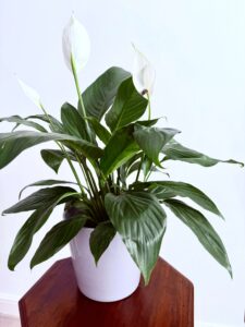 image of a stressed Peace Lily houseplant because of common mistakes in watering