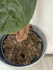 an -image- of -underwatered- Arelia -Fabian- indoor- plant-the image- shows -the -look -of a -dry -potted -plant 