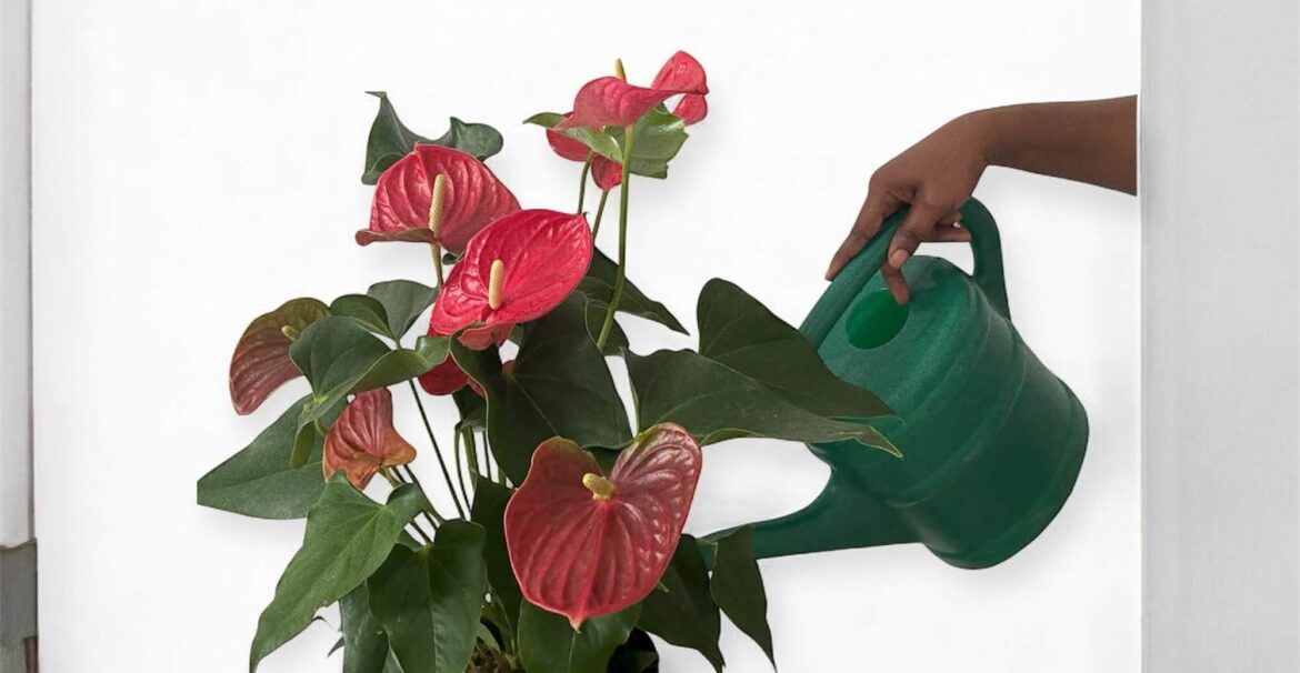 an- image -of -a -Red -Athurium- potted -houseplant