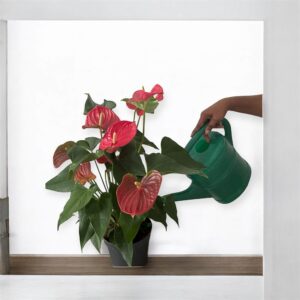 an- image -of -a -Red -Athurium- potted -houseplant 