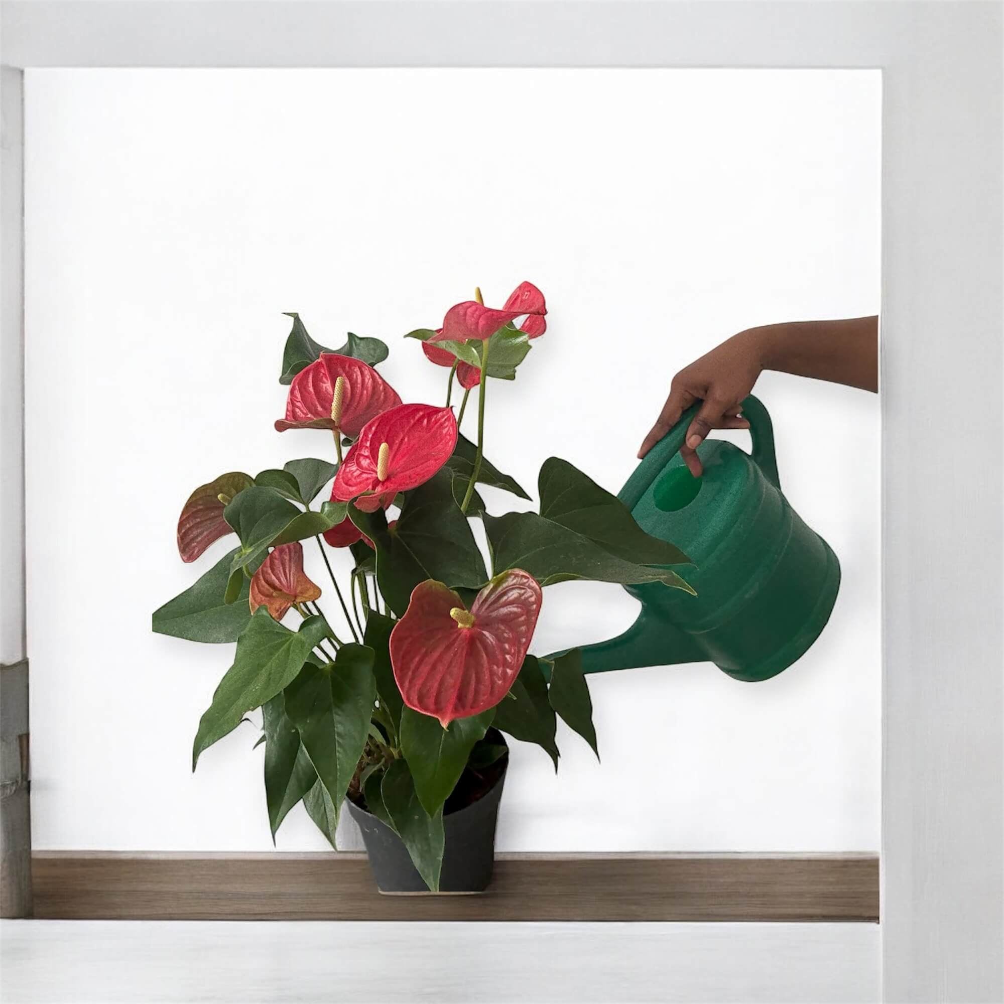 an- image -of -a -Red -Athurium- potted -houseplant